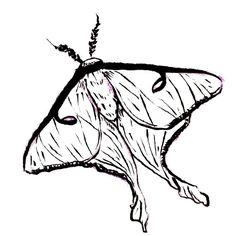 236x236 I Now Offer Pet Portraitss Part Of My Services! Drop Me