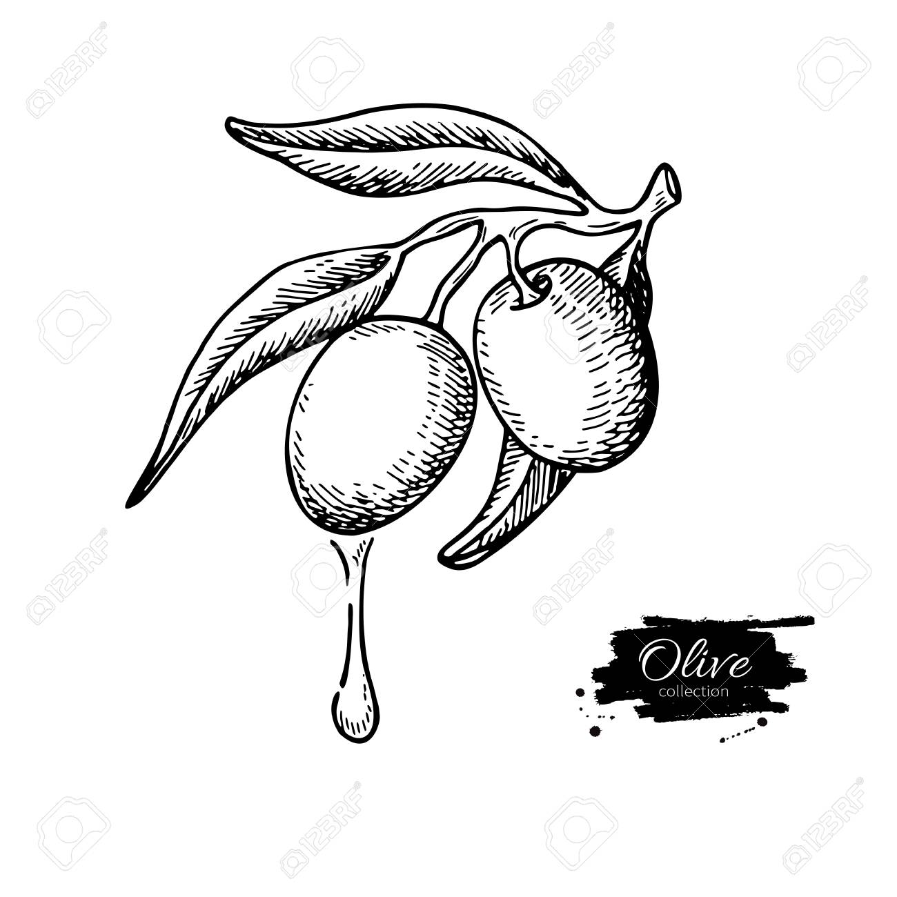 1300x1300 Olive Branch With A Drop Of Olive Oil Vector Illustration. Hand