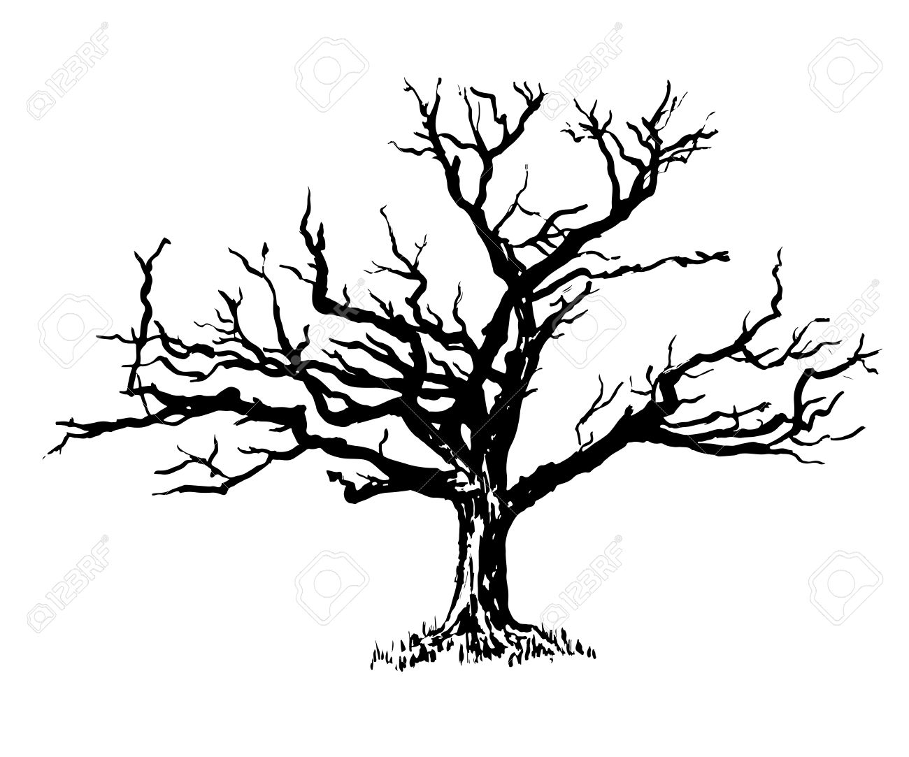 1300x1083 Drawold Sprawling Dry Tree Graphic Illustration Royalty Free