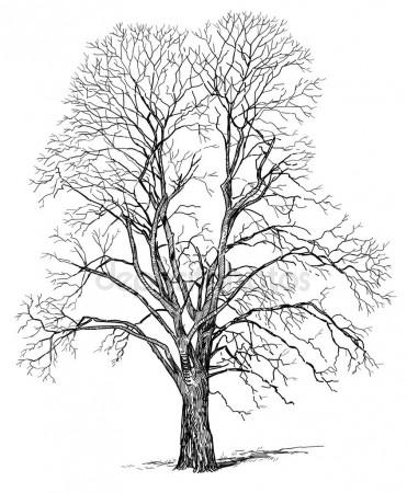 371x450 Spooky Dead Tree Branches Vector Stock Vector Baavli