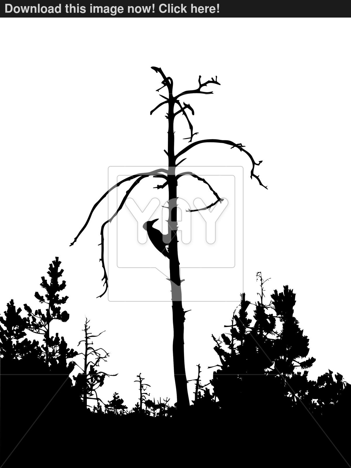 1200x1600 Vector Silhouette Woodpecker On Dry Tree Isolated On White Back