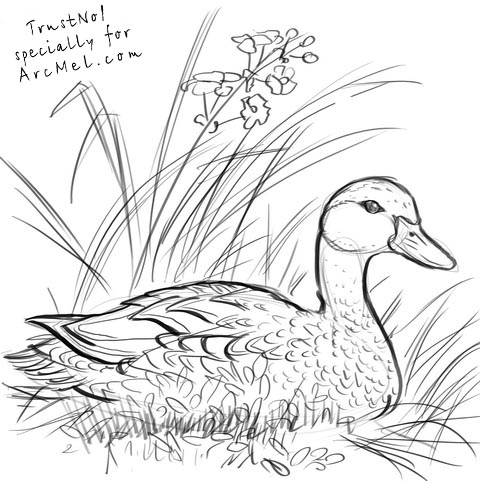 480x481 How To Draw A Duck Step By Step