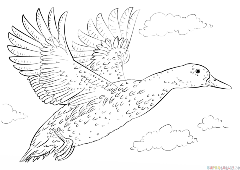 813x575 How To Draw A Mallard Duck Step By Step Drawing Tutorials