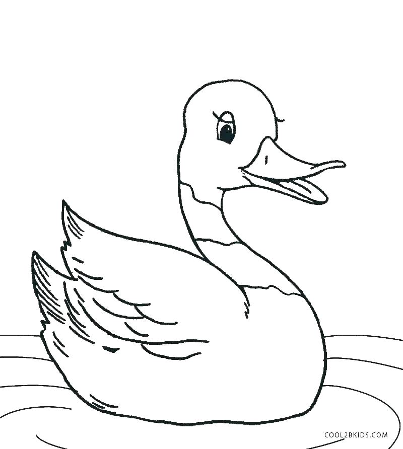 800x892 Duck Coloring Pages How To Draw Baby Duck Coloring Page Duck