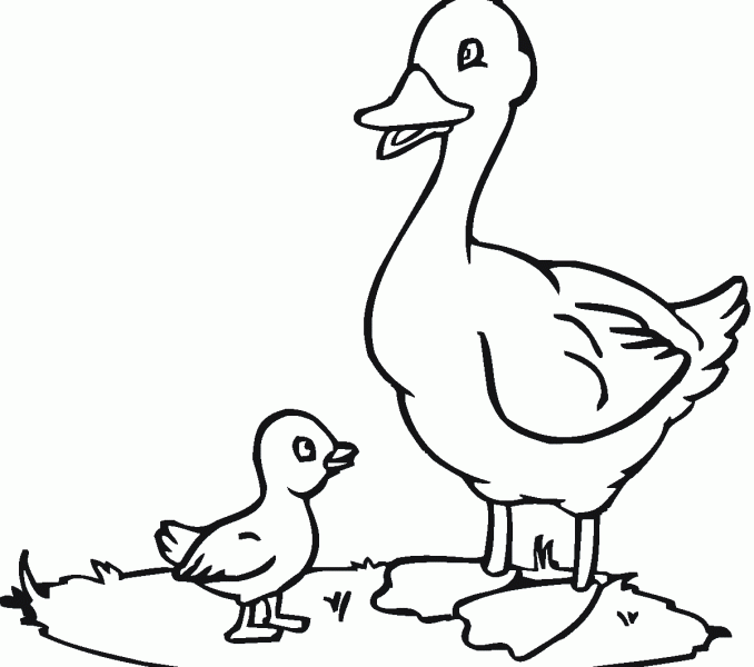 678x600 Duck Pictures To Print Kids Coloring