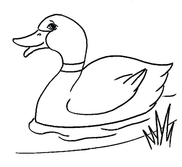600x551 Ducks Coloring Pages Botcompass.co