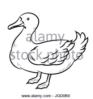 300x320 Duck Illustration, Drawing, Engraving, Line Art, Realistic Stock