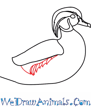 300x350 How To Draw A Wood Duck