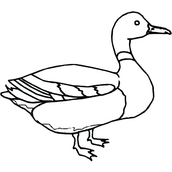 600x600 Duck Outline