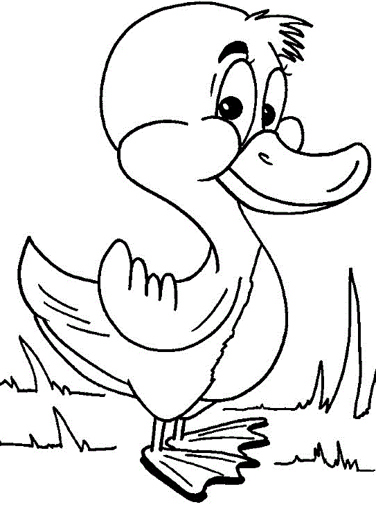 543x736 Small Duck Interesting And Funny Dolphins Kids Net