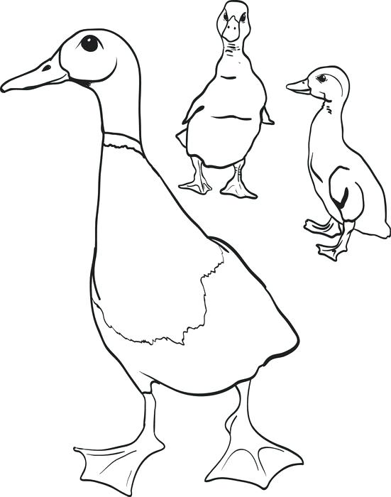 551x700 Coloring Page Of A Duck Printable Duck Coloring Page For Kids