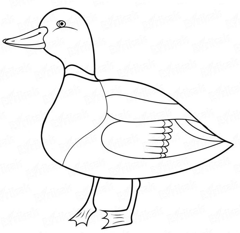 768x743 How Can A Child Draw A Duck In Stages Using A Pencil