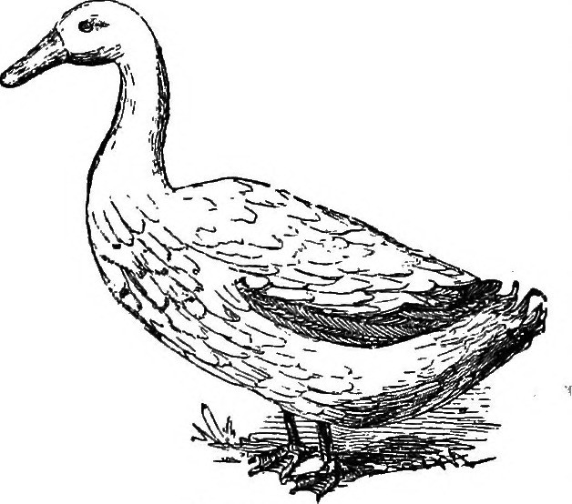 628x554 Image From Page 313 Of Illustrated Natural History