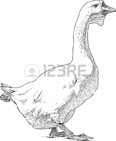 372x450 Vector Drawing Of A Big Domestic Goose. Royalty Free Cliparts