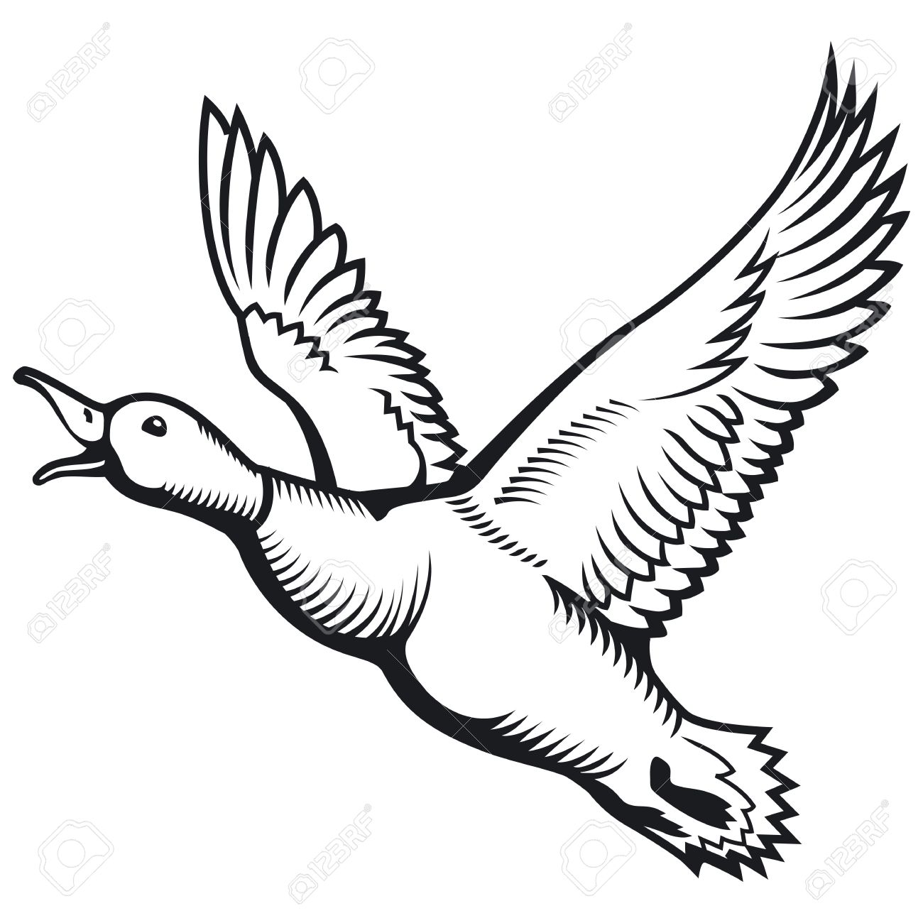 1300x1300 Flying Wild Duck. Duck Hunting. Flying Mallard Duck. Vector