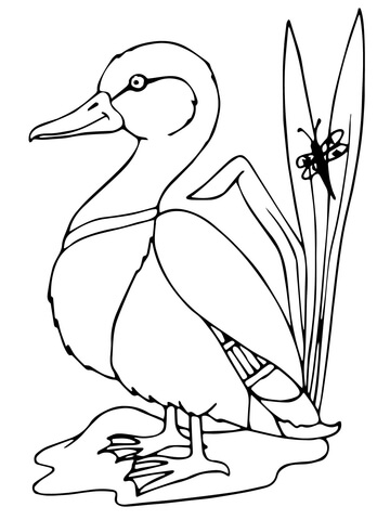 360x480 Mallard Duck Coloring Page Free Printable Coloring Pages