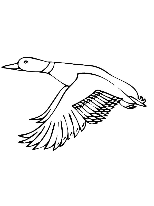 600x800 Drawing Mallard Duck Coloring Pages Color Luna