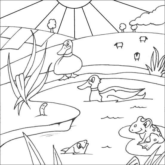 553x553 Ducks Colouring Picture