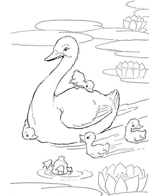 564x690 Farm Animal Coloring Page Ducks Swimming In The Farm Pond