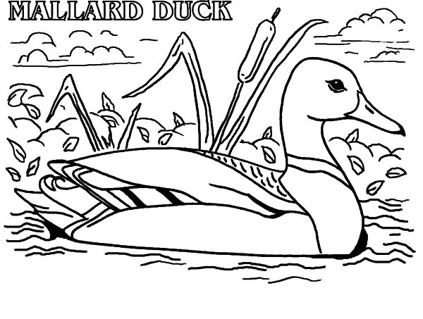 600x453 Mallard Duck Coloring Pages