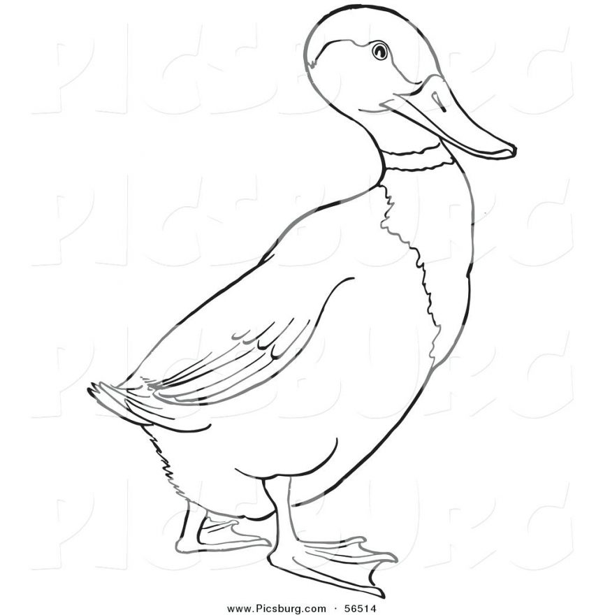 863x880 Vector Of Upset Cartoon Ducks Quacking A Conversation Coloring