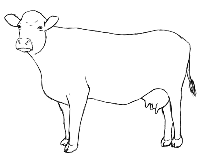 680x509 Drawn Cow Easy Draw