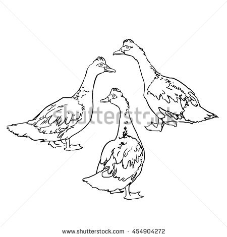 450x470 Drawn Duck Water Drawing