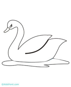 228x279 Drawn Swan Pencil Sketch