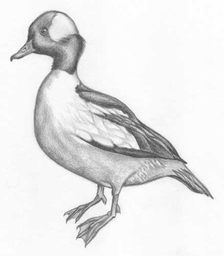 438x500 Jack's Landing