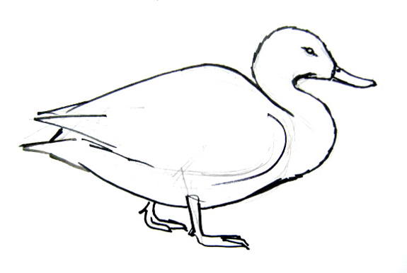 575x386 How To Draw A Duck