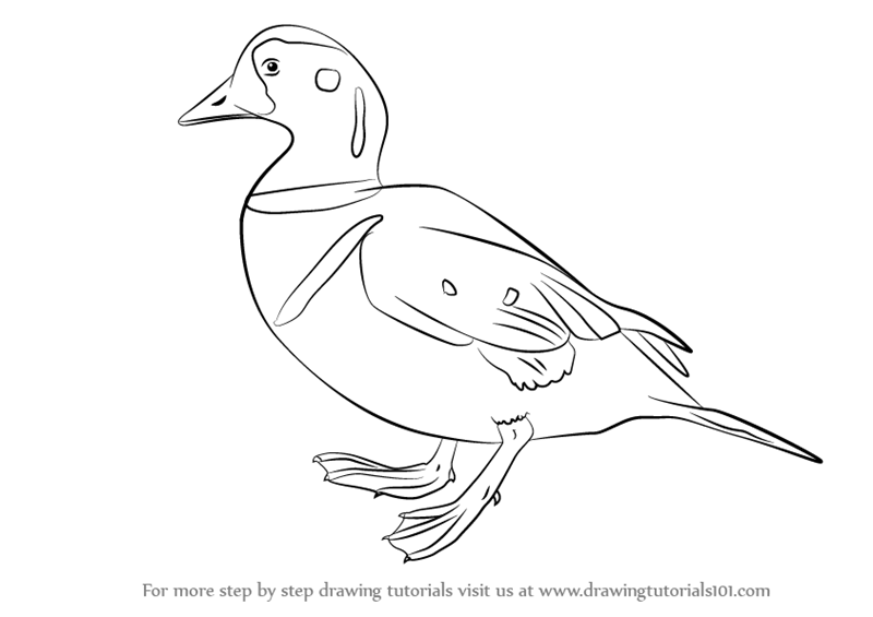 800x565 Learn How To Draw A Harlequin Duck (Birds) Step By Step Drawing