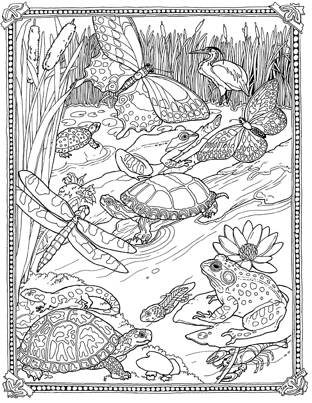 615x794 Free Printable Pond Coloring Pages Pond Life Coloring Pages