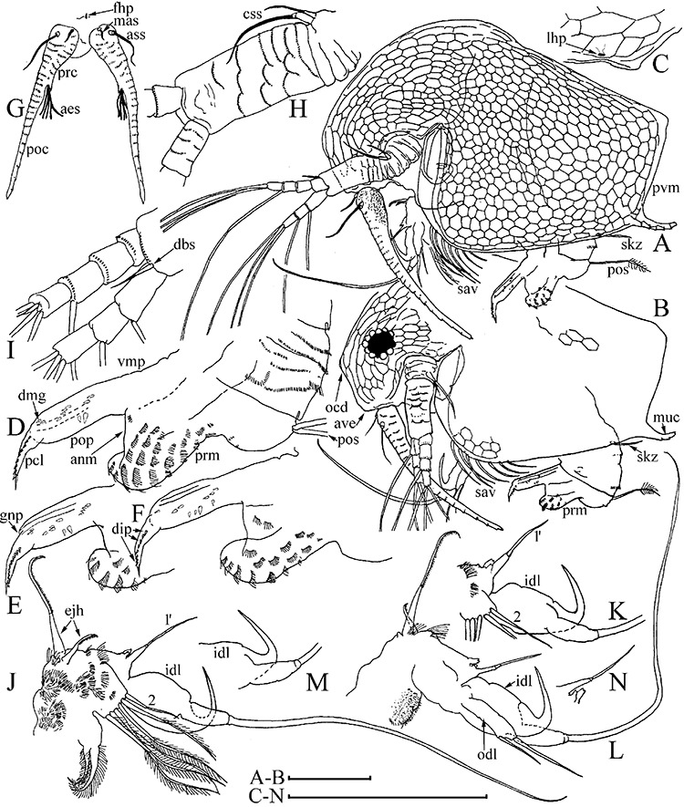 750x885 Bosmina (Bosmina) Longirostris Adult Male From A Duck Pond Near