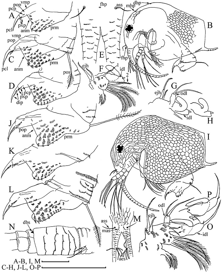 750x923 Bosmina (Bosmina) Longirostris From A Duck Pond Near Ghent