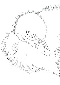 237x336 How To Paint A Duckling In Watercolor