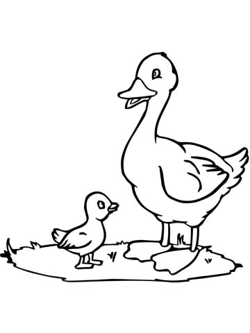 360x480 Mama Duck And Duckling Coloring Page Free Printable Coloring Pages