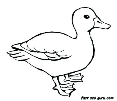 390x338 Drawn Duckling Mallard Duck Many Interesting Cliparts