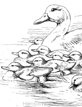 Ugly Duckling Drawing at GetDrawings | Free download