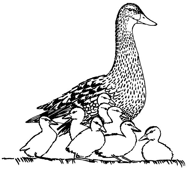 630x575 Kids N 20 Coloring Pages Of Ducks