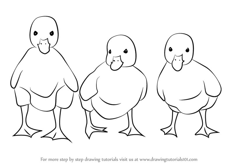 800x567 Learn How To Draw Ducklings (Farm Animals) Step By Step Drawing