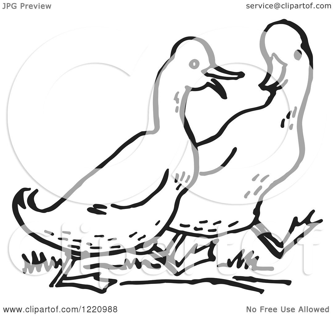 1080x1024 Clipart Of Black And White Walking Ducks