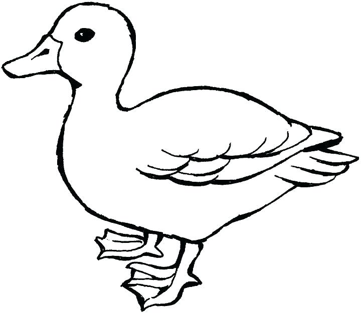 720x625 Coloring Pages Ducks Duck With Legs Wide Printable Coloring Pages