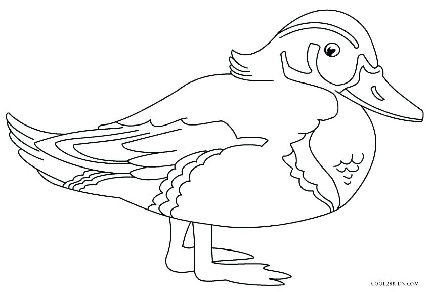850x577 Ducks Coloring Pages How To Draw Baby Duck Coloring Page Oregon