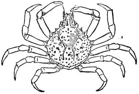 480x323 Spider Crab Coloring Page Free Printable Coloring Pages