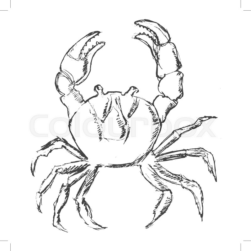 800x800 Vector, Sketch, Hand Drawn Illustration Of Crab Stock Vector