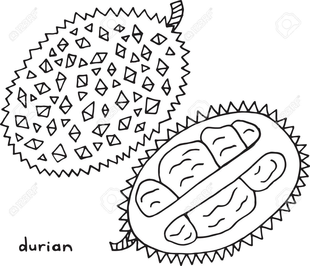 1300x1115 Durian Coloring Page. Graphic Vector Black And White Art