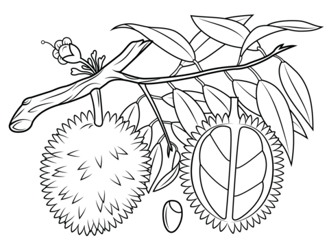 480x358 Durian Branch, Cross Section And Seed Coloring Page Free