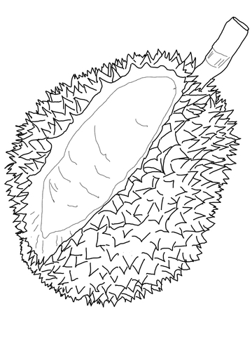 360x480 Durian Coloring Page Free Printable Coloring Pages
