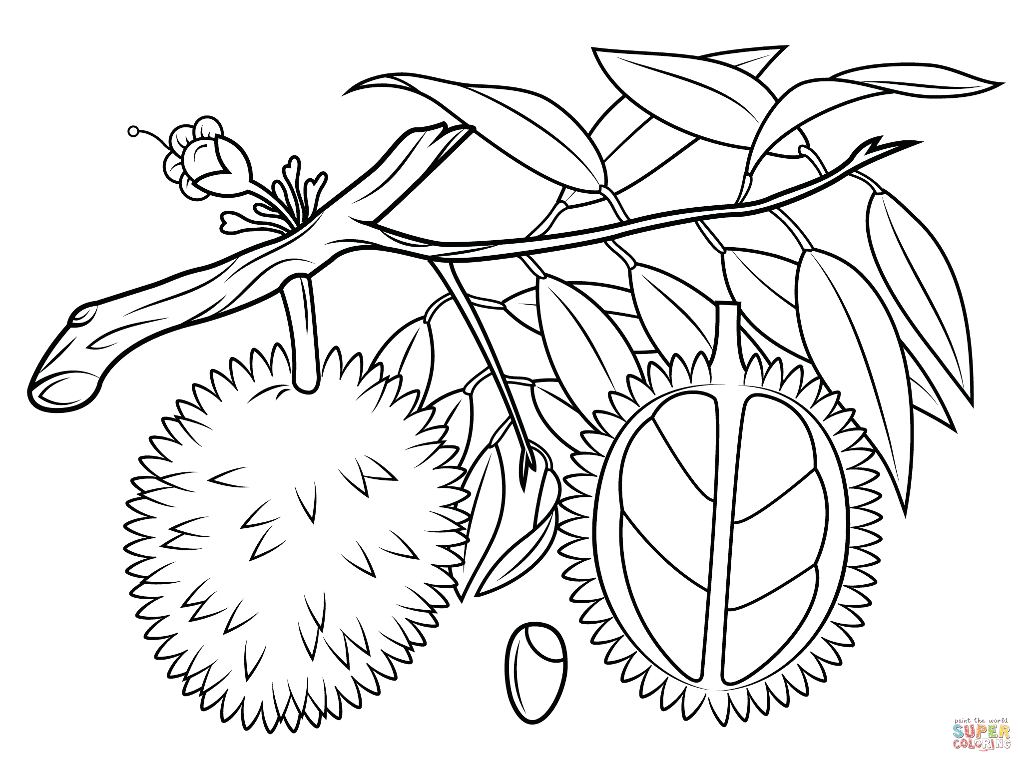 2046x1526 Durian Coloring Pages Free Coloring Pages