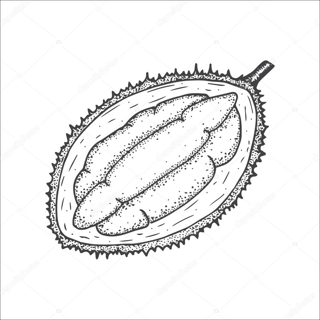 1024x1024 Hand Drawn Illustration Of An Exotic Durian Fruit Stock Vector